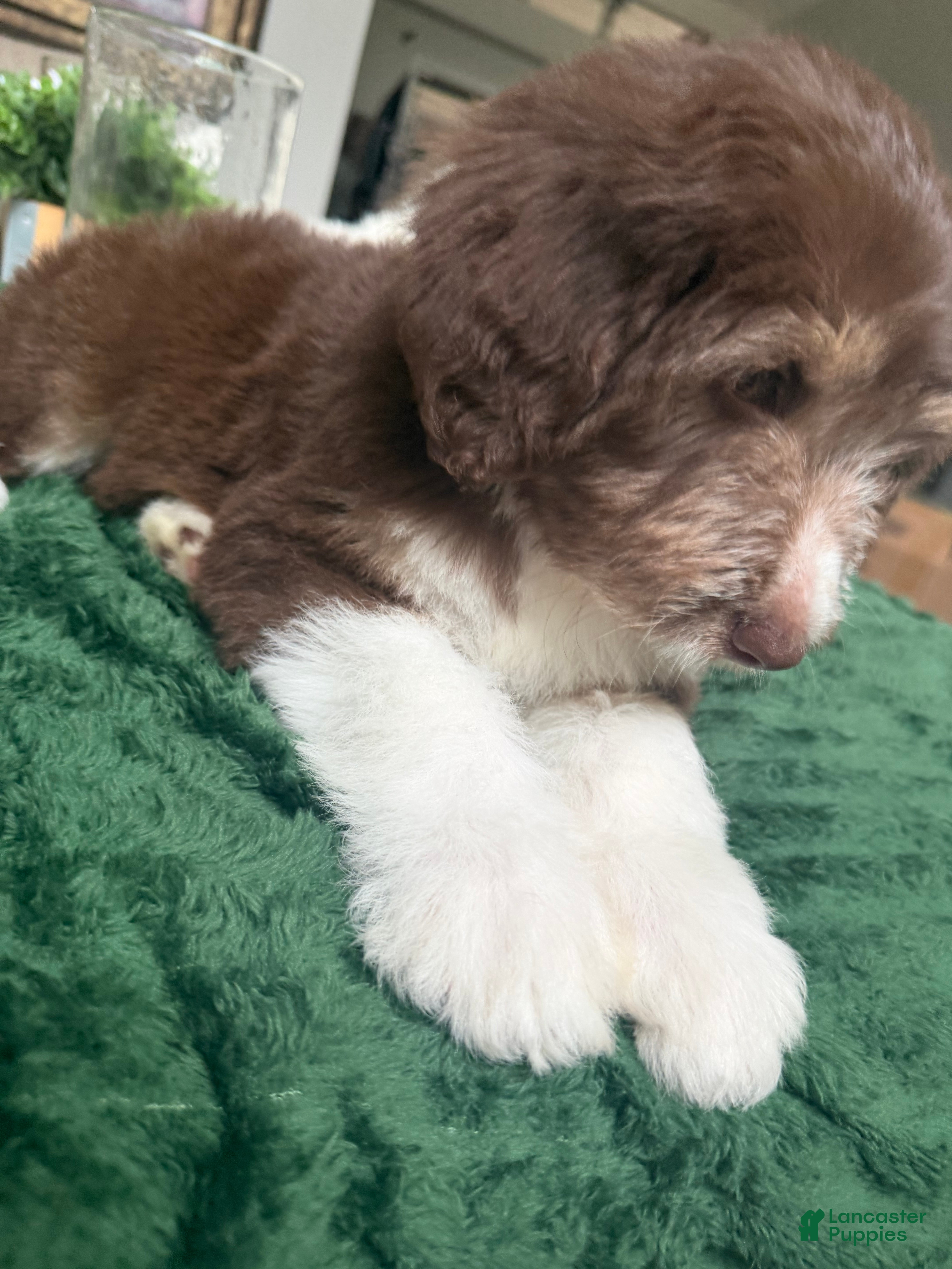 Aussiedoodle dogs Aussiedoodle 4 - Ad 2