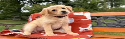 Labradoodle dogs for sale: Chloe (Girl) - Ad 7