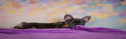 French Bulldog dogs for sale: Brutus - Ad 10
