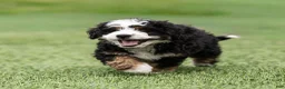 Bernedoodle dogs for sale: Briggs Bernedoodle Puppy  - Ad 9