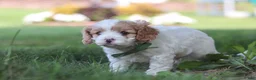 Cavapoo dogs for sale: Asher - Ad 6