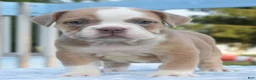 Mixed Breed dogs for sale: Luna bully hybrid  - Ad 10
