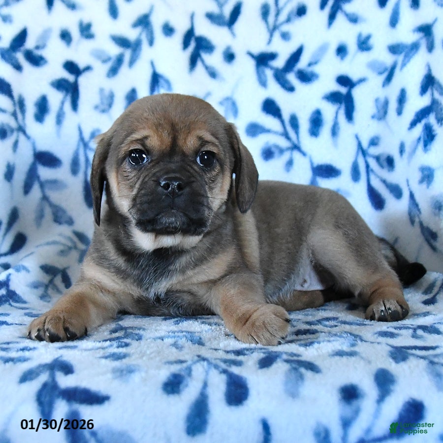 Puggle dogs Skittles - Ad 7