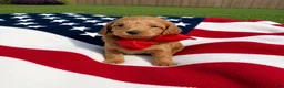 Mini Goldendoodle dogs for sale: Mini Goldendoodle 6 - Ad 6