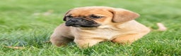 Puggle dogs for sale: Stu - Ad 3