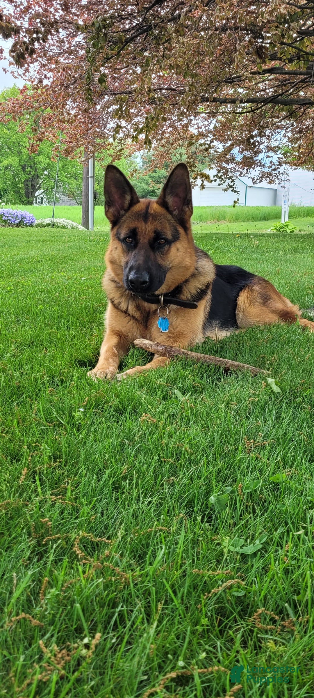 German Shepherd dogs for sale: German Shepherd Puppy 8 - Ad 5