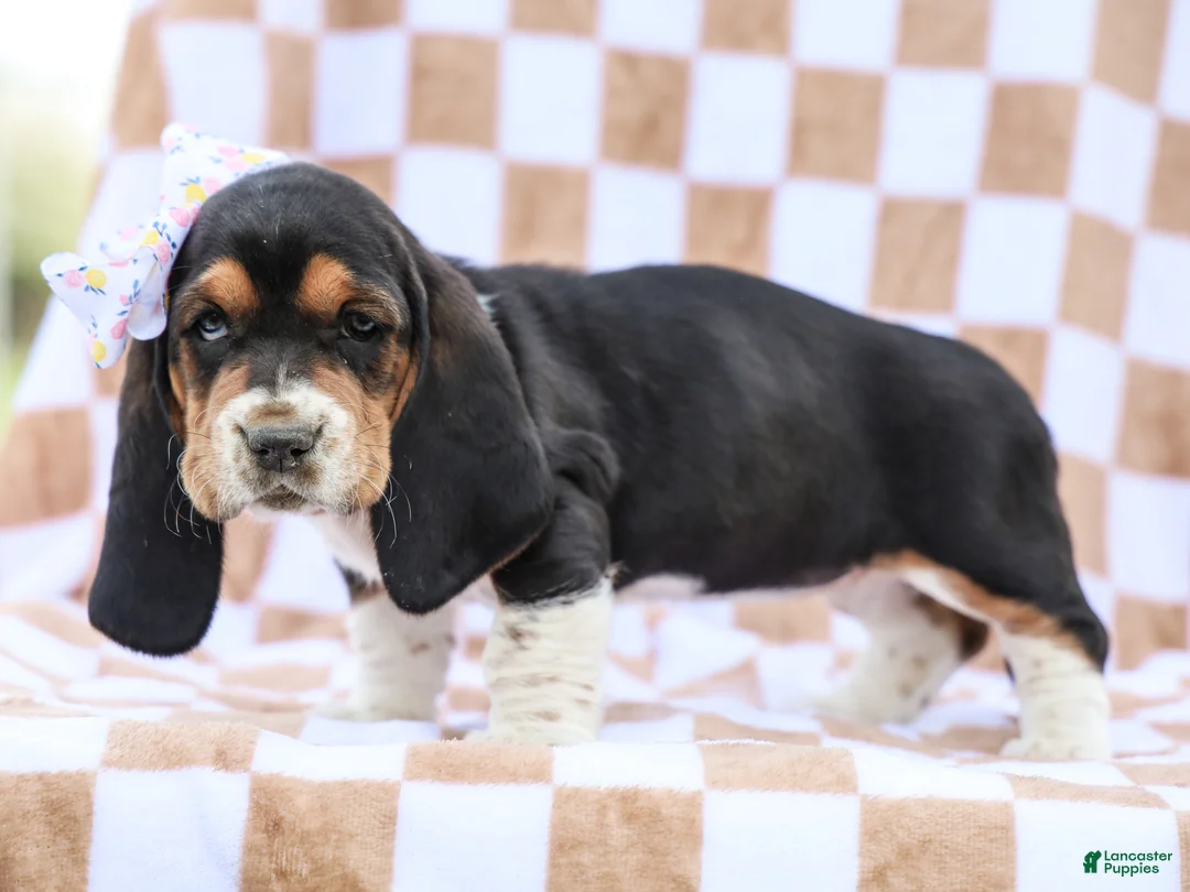 Basset Hound dogs for sale: Evelyn Purebred Basset Hound Pup - Ad 5
