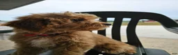 Mini Goldendoodle dogs for sale: Alice - Ad 18