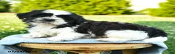 Shih Tzu dogs for sale: Sunny  - Ad 4
