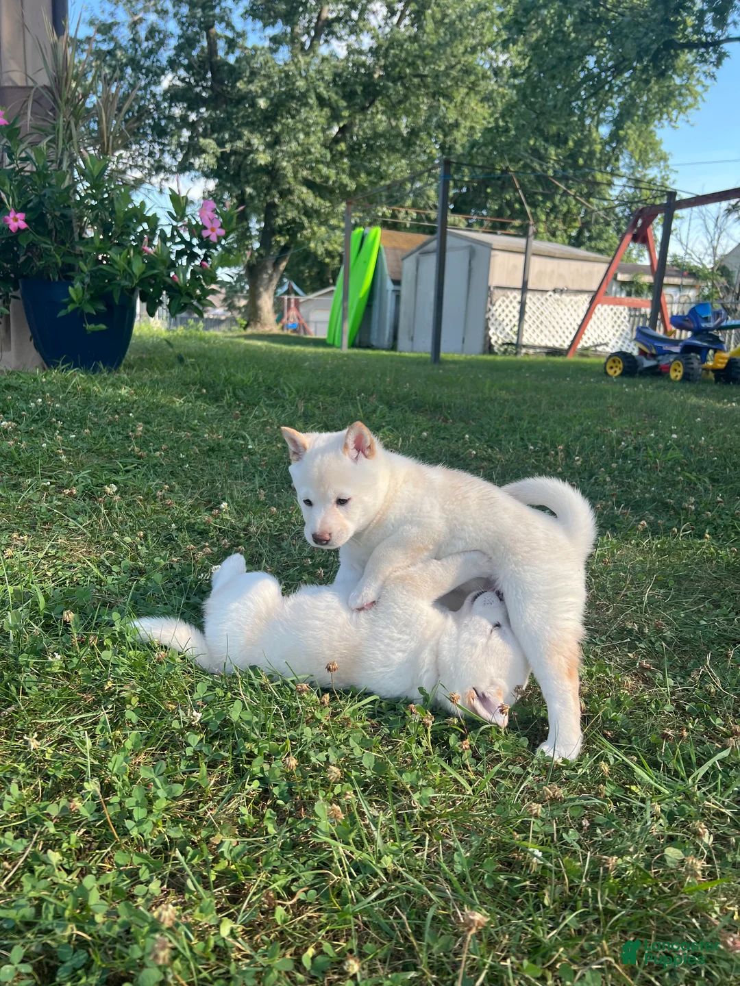 Shiba Inu dogs for sale: Mila - Ad 2