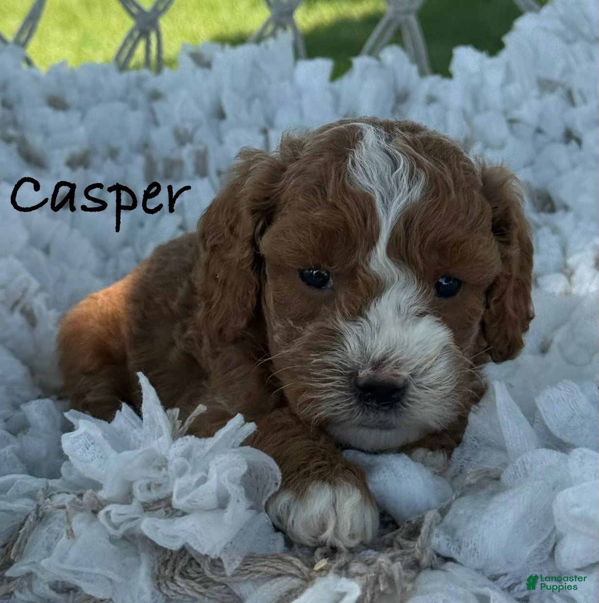 Cavapoo dogs Casper - Ad 1