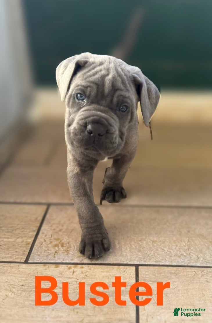 Cane Corso dogs Buster  - Ad 14