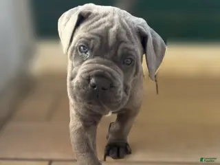 Cane Corso dogs Buster - Ad 14