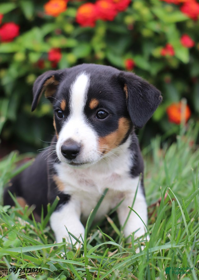 Mixed Breed dogs Otto - Ad 2