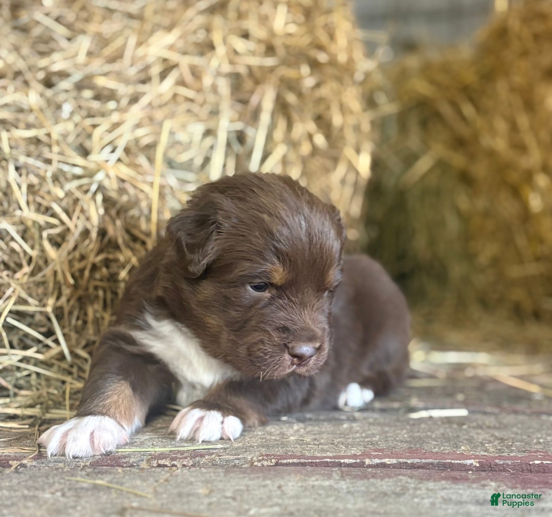 Australian Shepherd dogs for sale: Lara - Ad 9