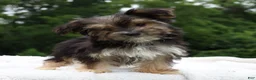 Morkie dogs for sale: Benji - Ad 3