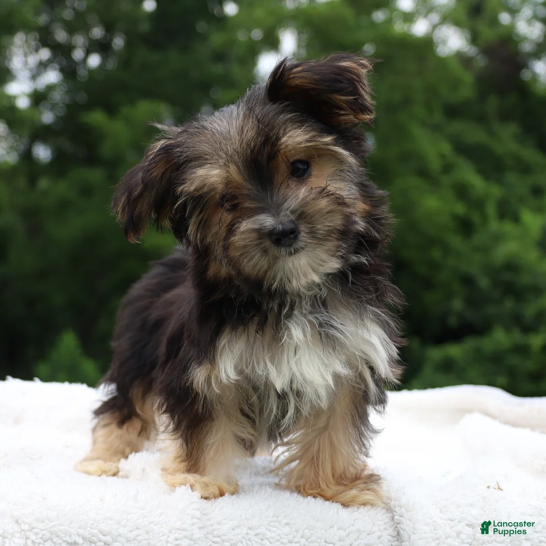 Morkie dogs for sale: Benji - Ad 7