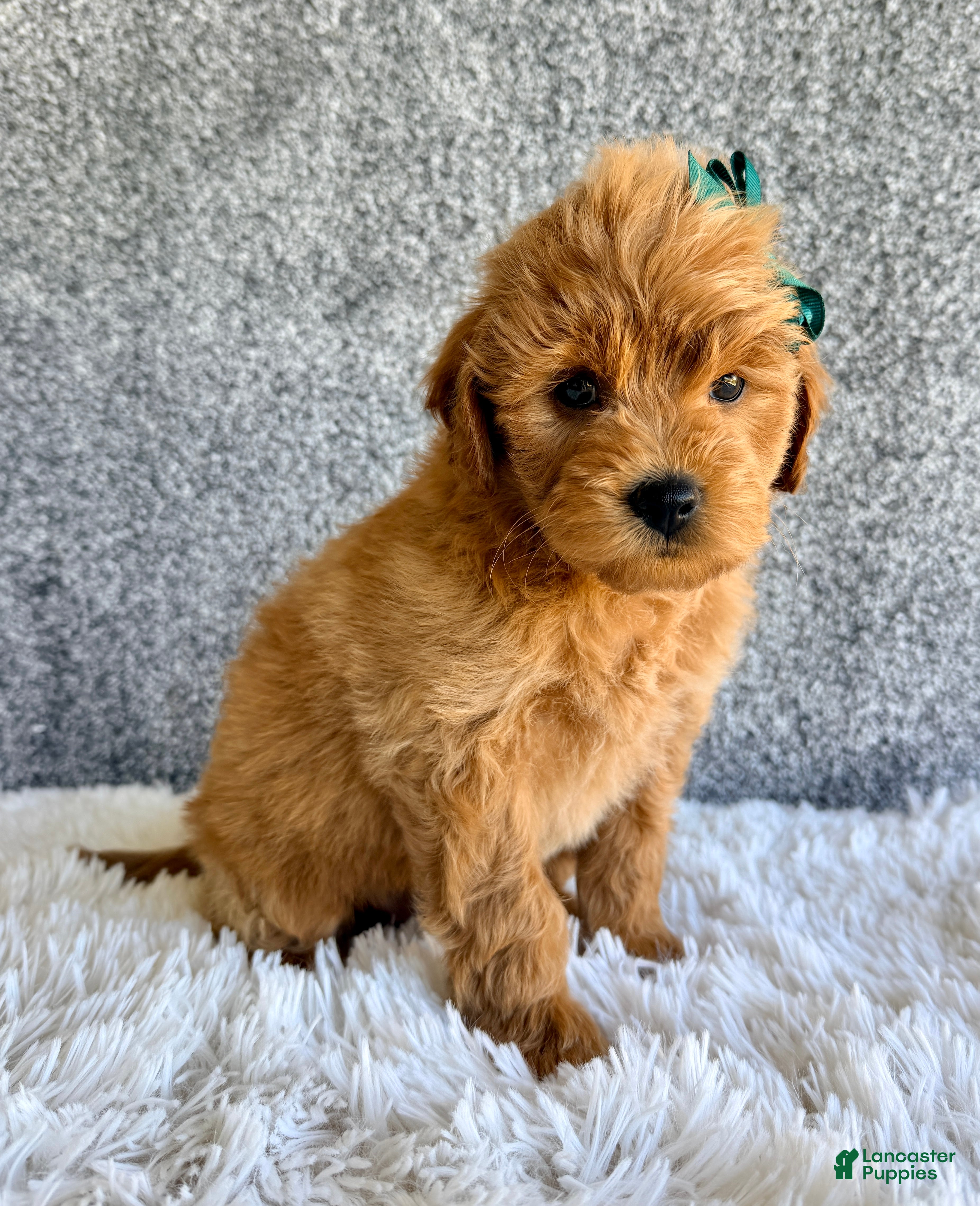 Mini Goldendoodle dogs for sale: Stella - Ad 2