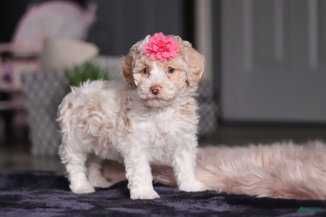 Miniature Poodle dogs for sale: Chloe - Ad 4