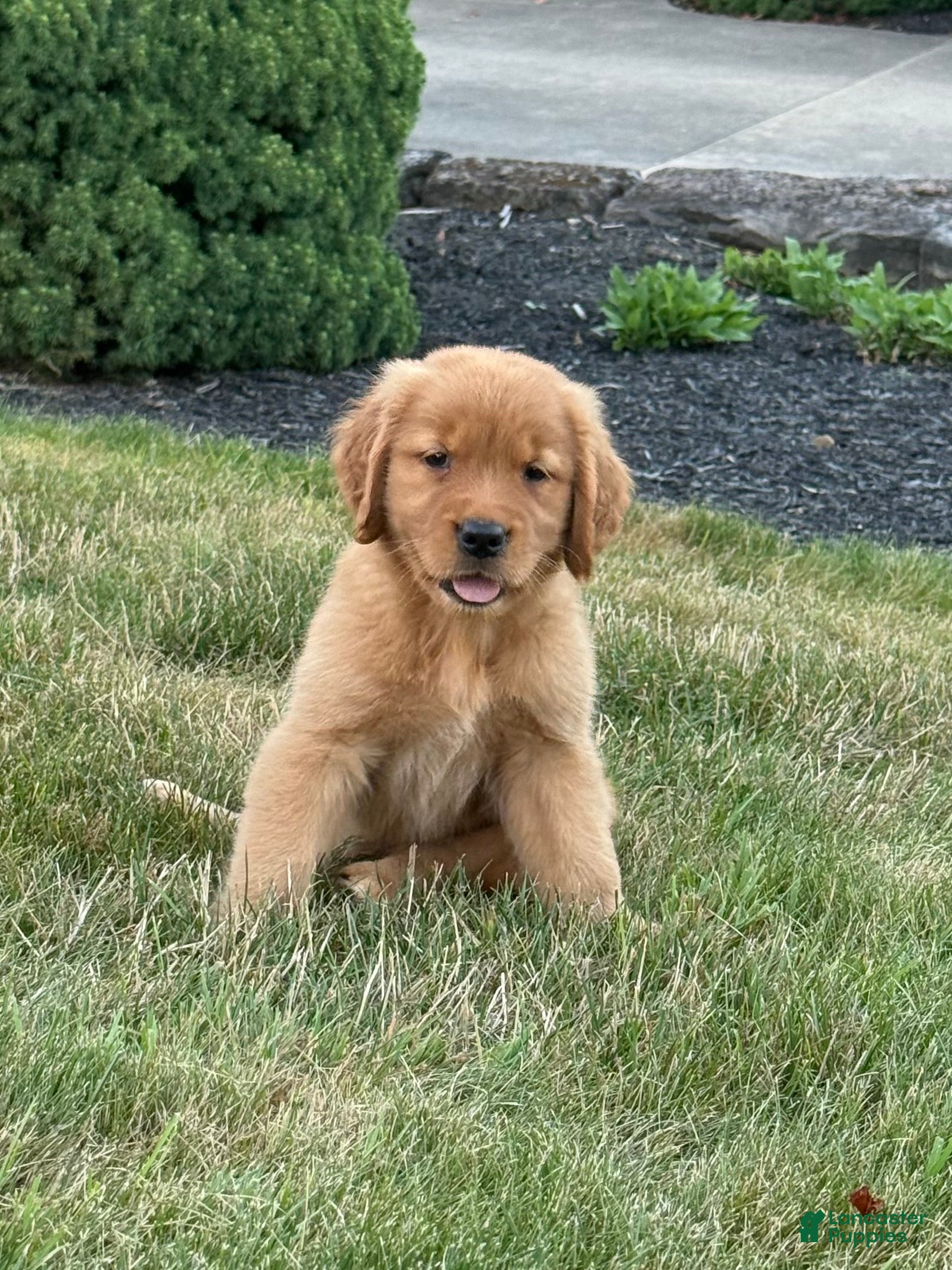 Golden Retriever dogs Lily - Ad 2