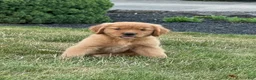 Golden Retriever dogs for sale: Lily - Ad 2