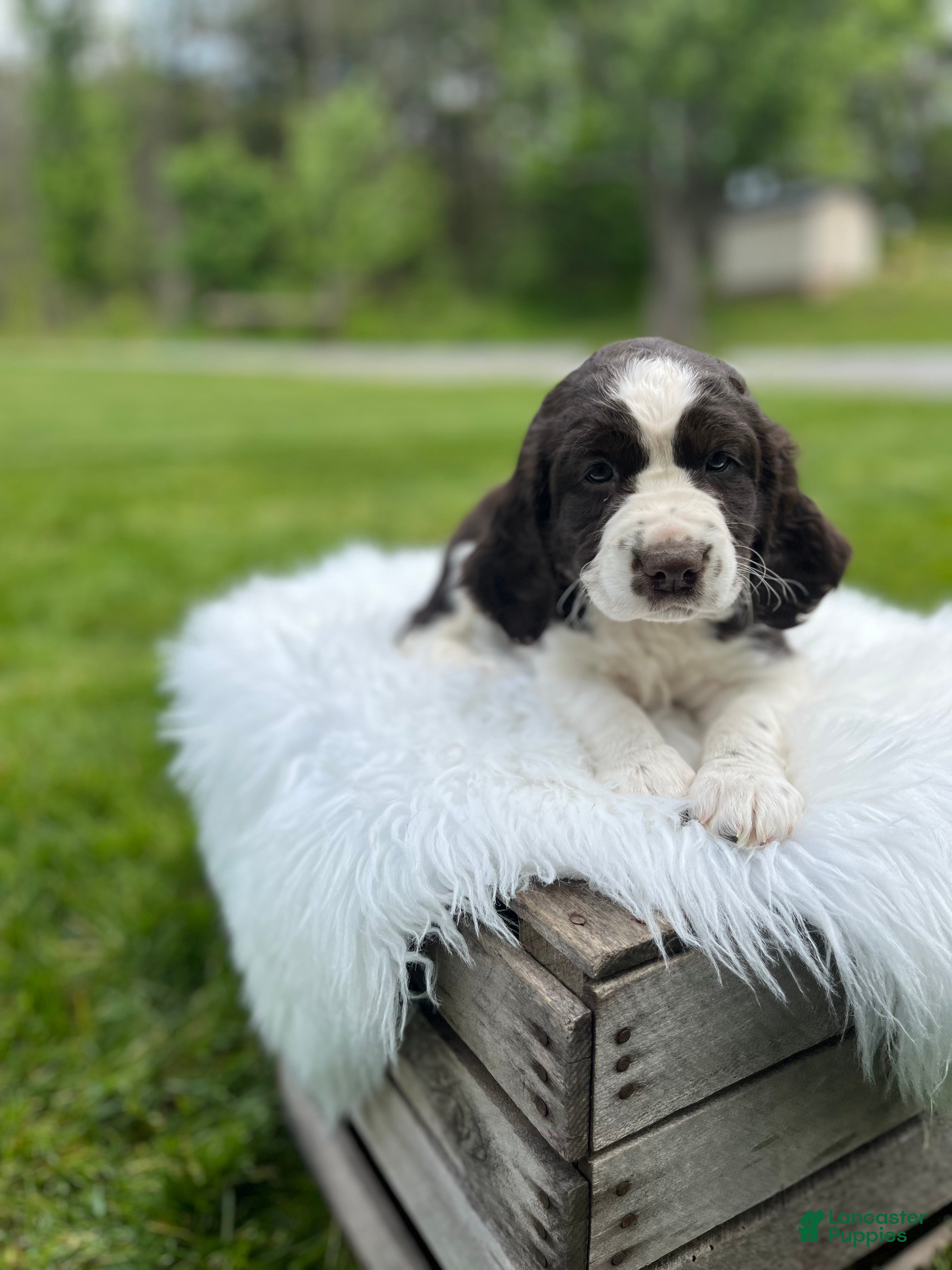 English Springer Spaniel dogs Periwinkle - Ad 1