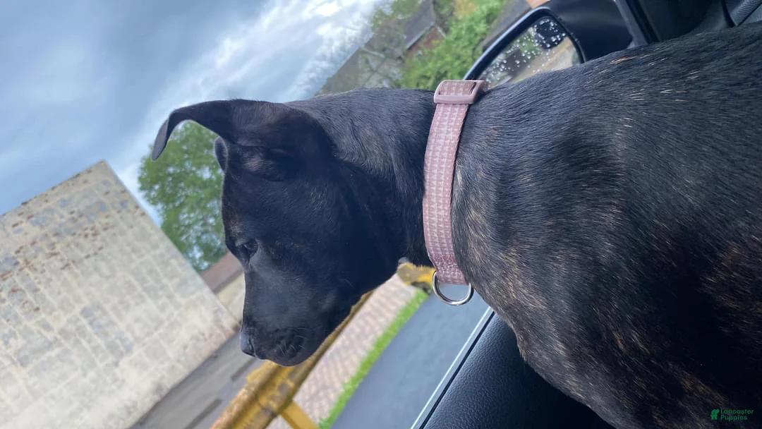 American Pit Bull Terrier dogs for sale: Nina  - Ad 3