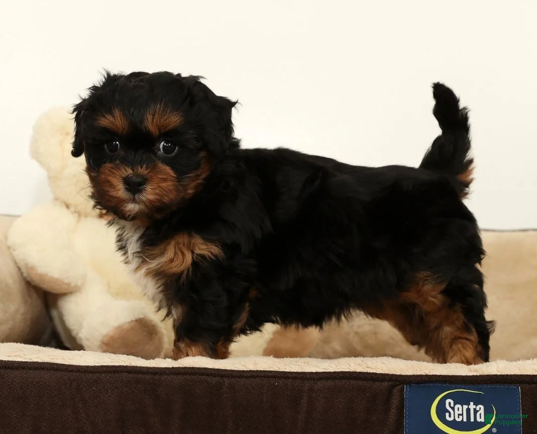 Shihpoo dogs for sale: Sherrie - Ad 3