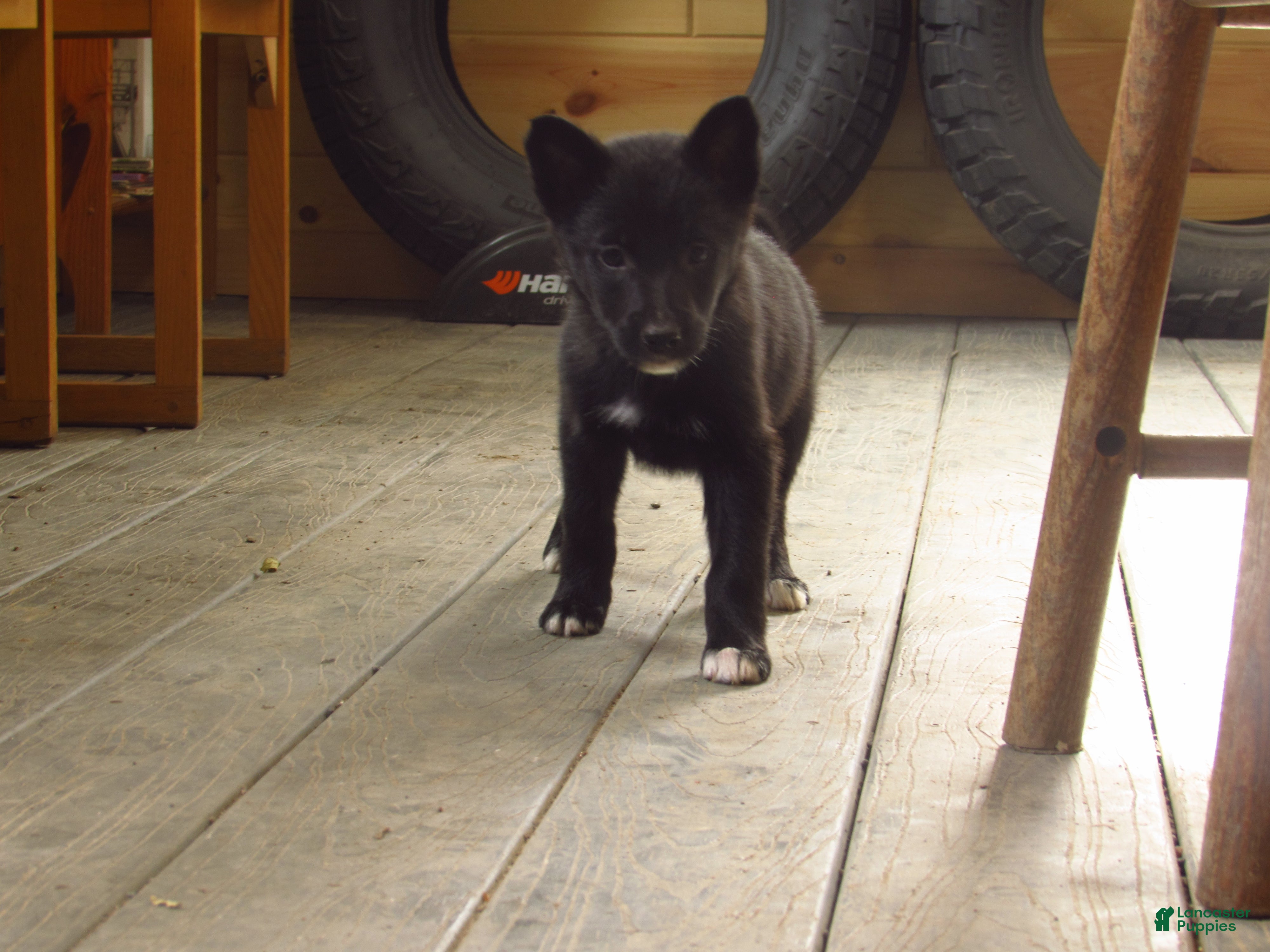 Mixed Breed dogs Koda - Ad 32