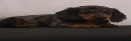 Dachshund dogs for sale: Fluffy - Ad 3