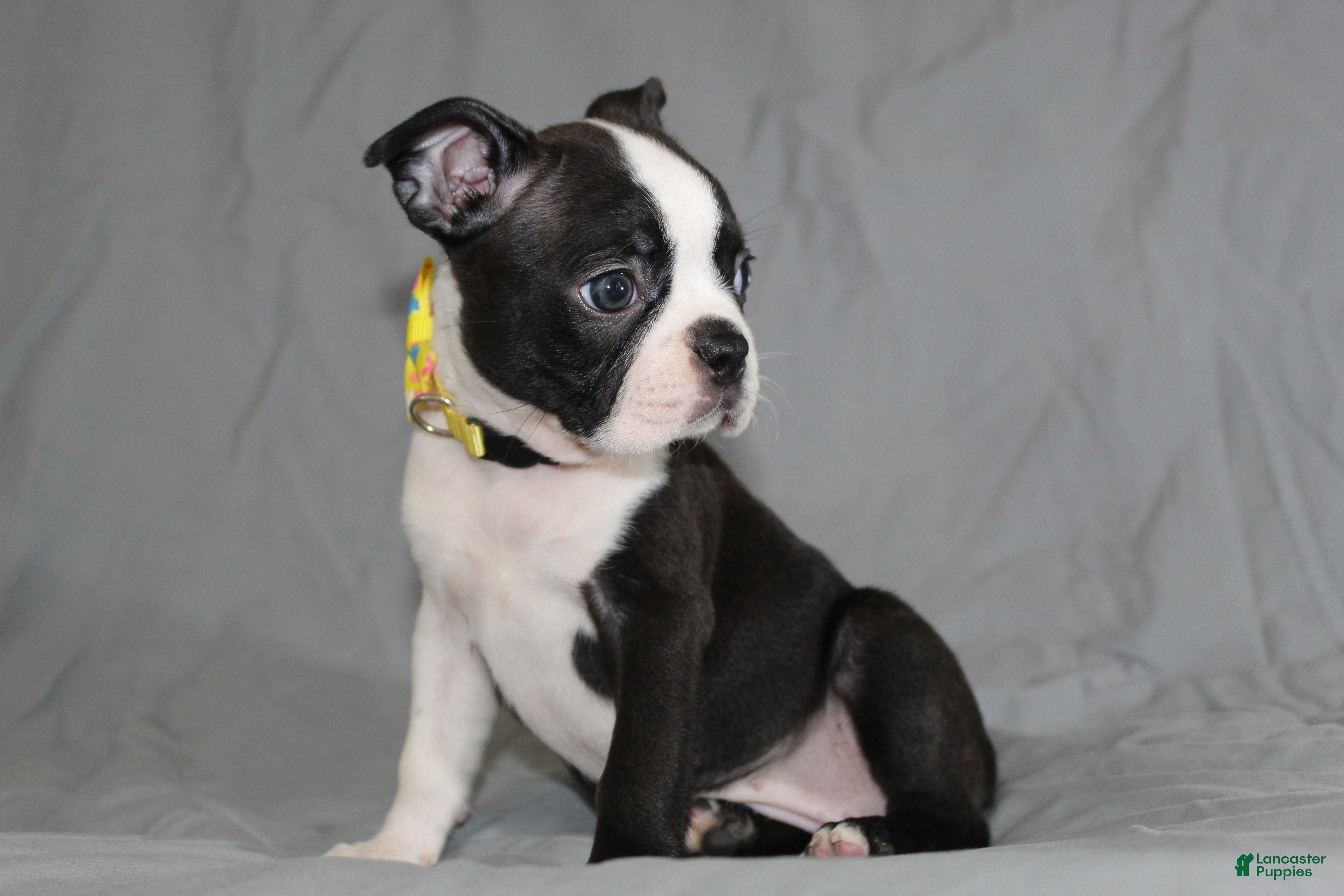 Boston Terrier dogs Daisy - Ad 1