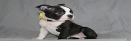 Boston Terrier dogs for sale: Daisy - Ad 1