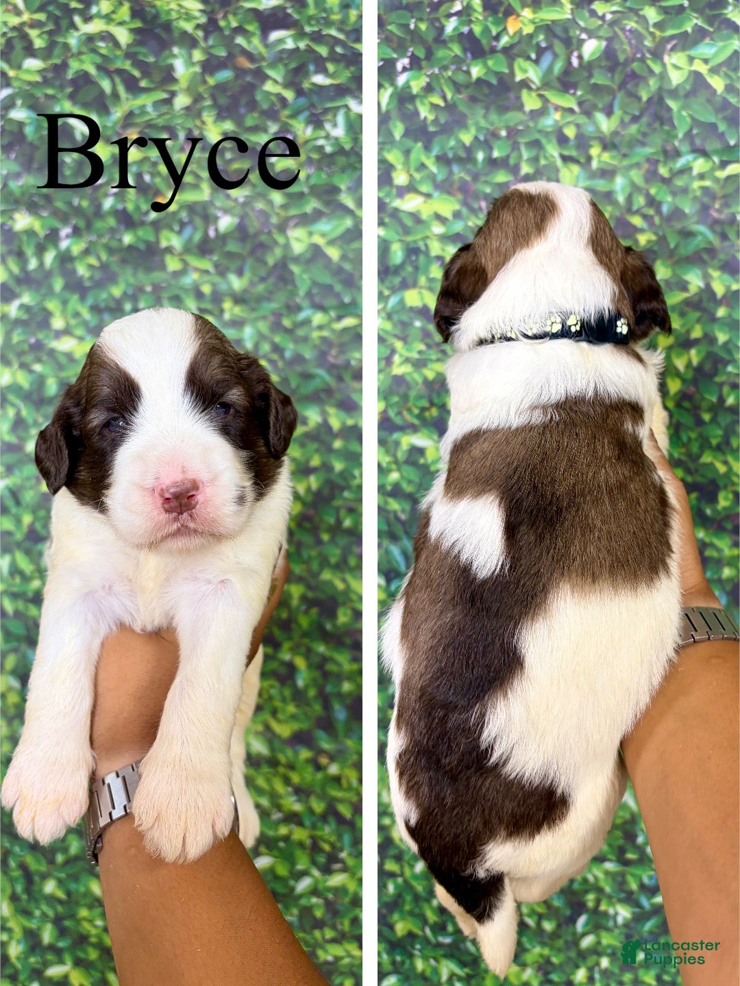 Saint Berdoodles dogs Bryce - Ad 1