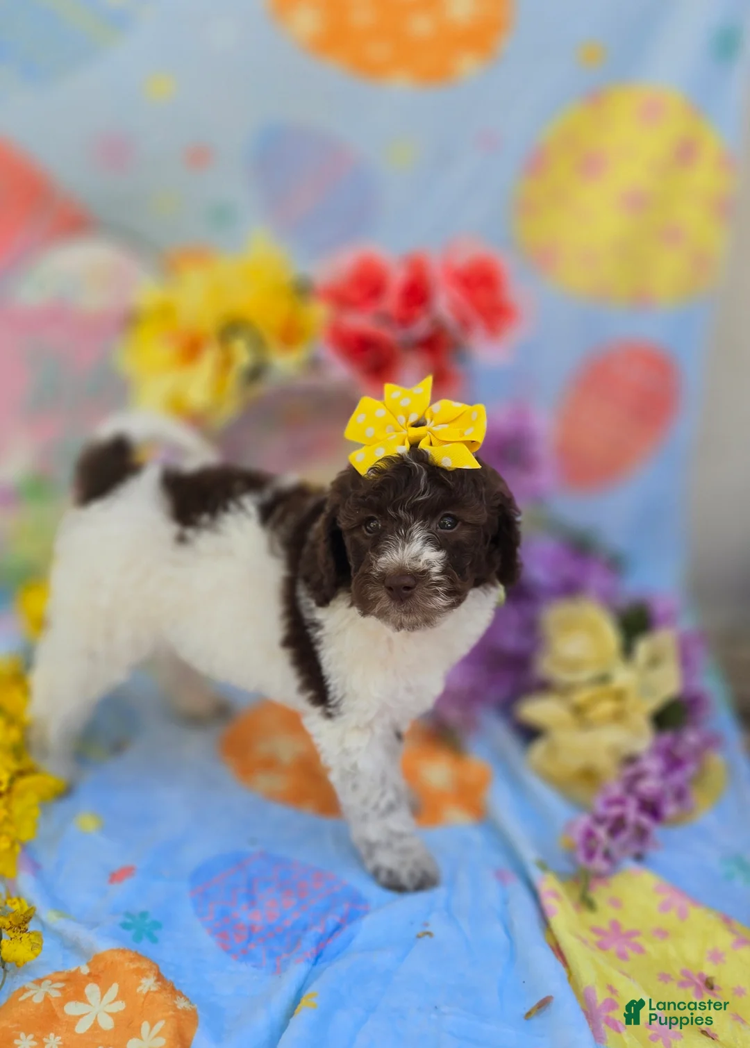 Mini Goldendoodle dogs for sale: Verona - Ad 1