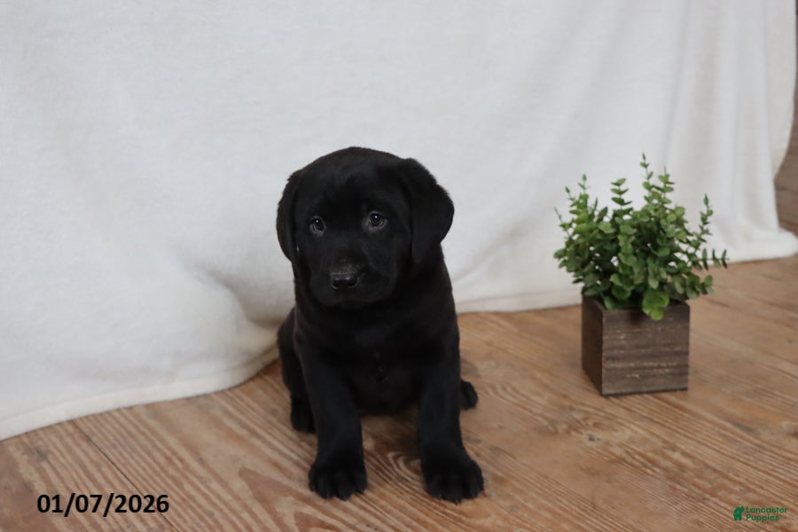 Labrador Retriever dogs for sale: Pudgy - Ad 4