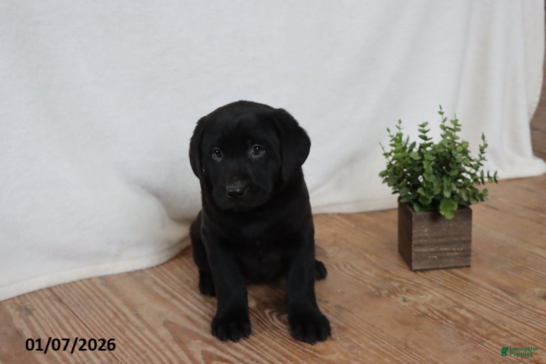 Labrador Retriever dogs for sale: Pudgy - Ad 1