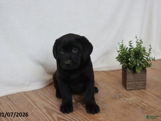 Labrador Retriever dogs for sale: Pudgy - Ad 4
