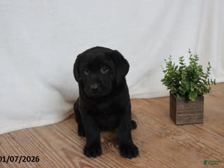Labrador Retriever dogs Pudgy - Ad 28