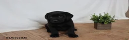 Labrador Retriever dogs for sale: Pudgy - Ad 6