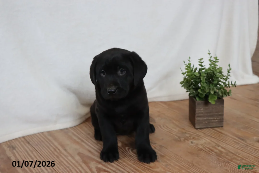 Labrador Retriever dogs for sale: Pudgy - Ad 6