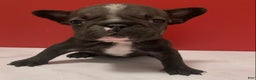 French Bulldog dogs for sale: Jewels - Ad 5