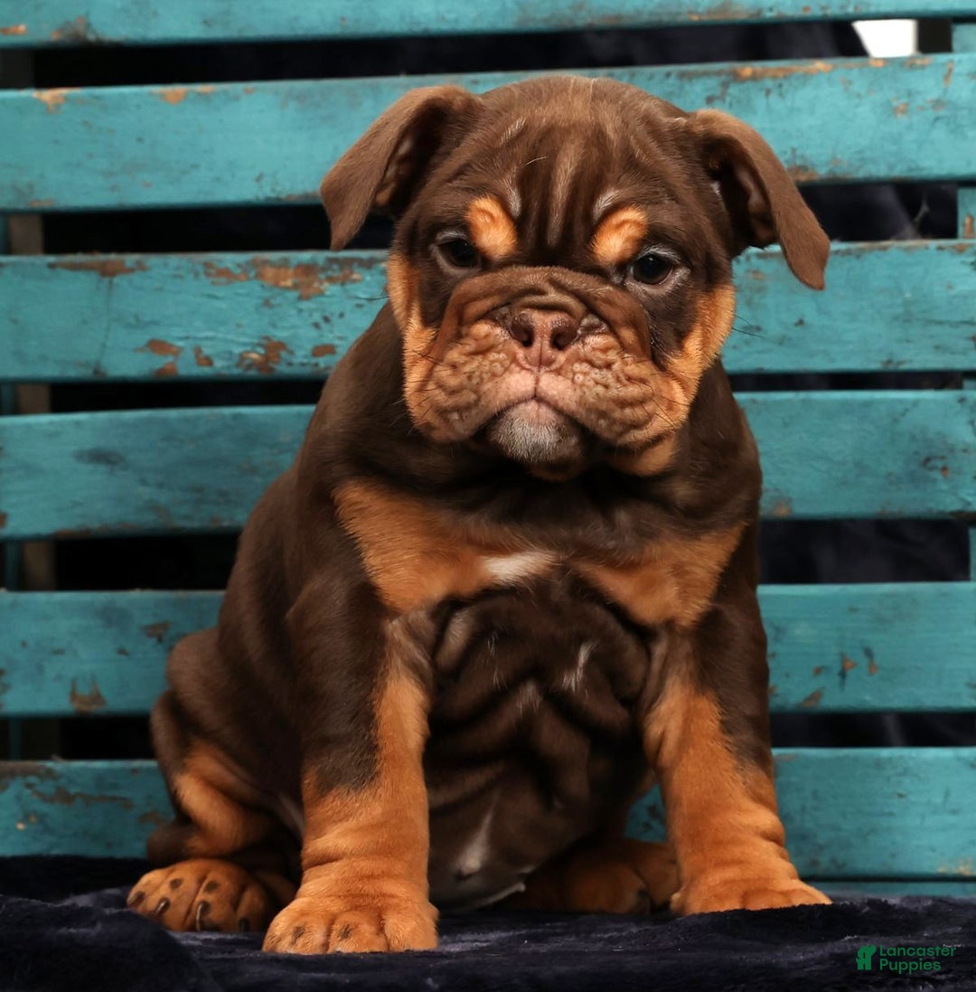 English Bulldog dogs for sale: Kimberly - Ad 6