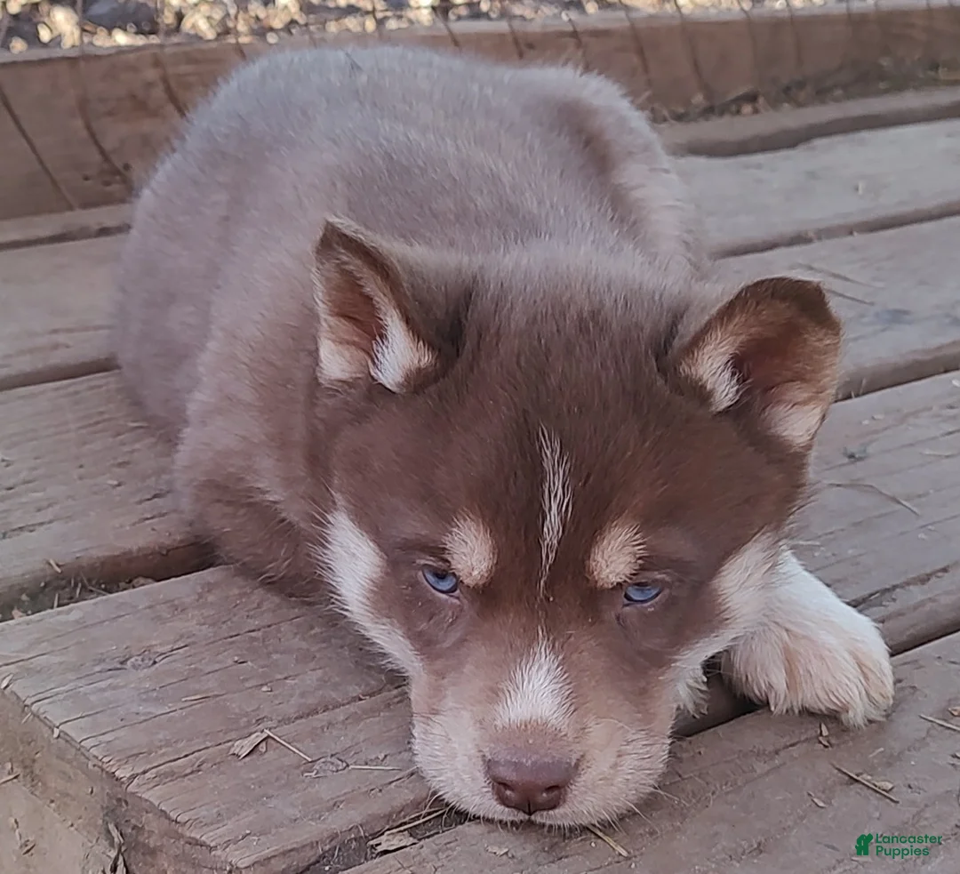 Siberian Husky dogs for sale: Siberian Husky Puppy 3 - Ad 1