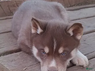 Siberian Husky dogs Siberian Husky Puppy 3 - Ad 32