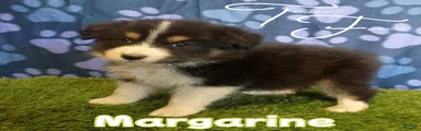 Margarine