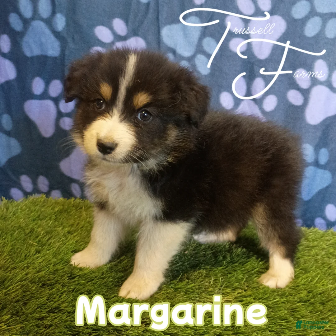 Australian Shepherd dogs for sale: Margarine - Ad 1