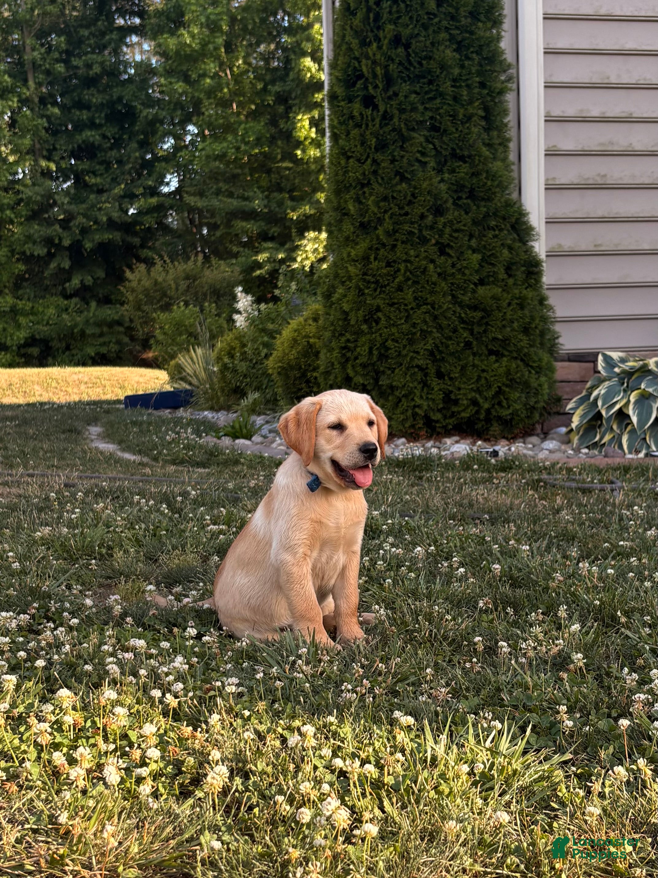 Labrador Retriever dogs Labrador Retriever Puppy 1 - Ad 2