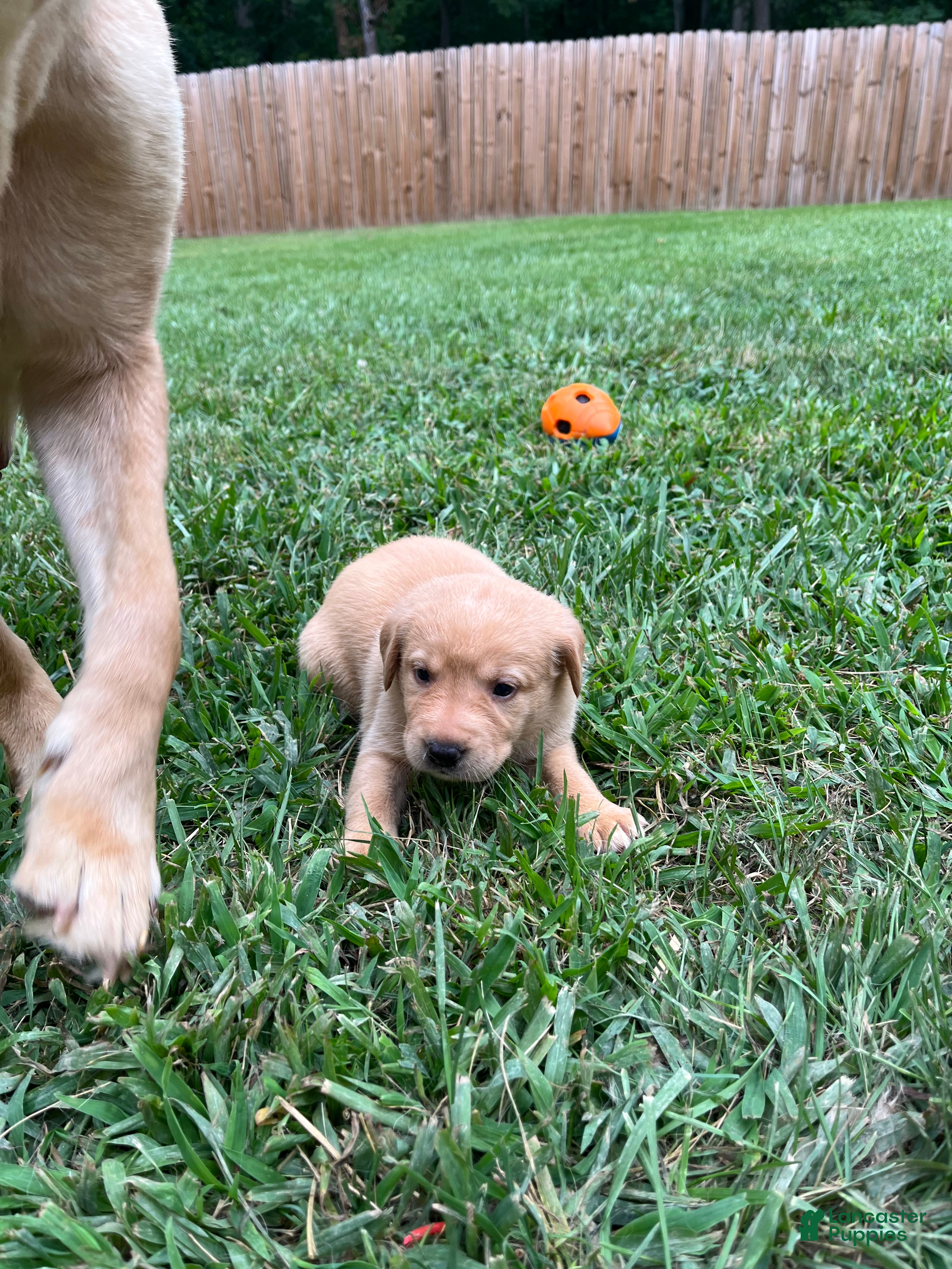 Labrador Retriever dogs Bola - Ad 39