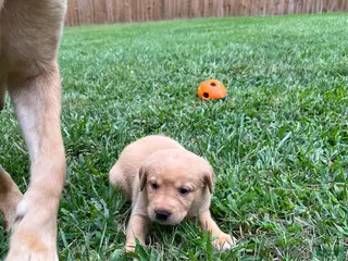 Labrador Retriever dogs Bola - Ad 39