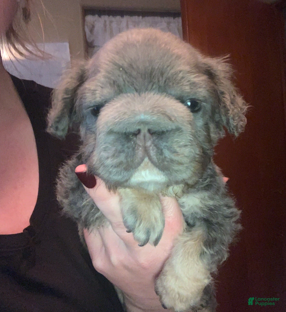 French Bulldog dogs Blue - Ad 41